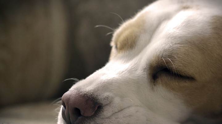 Labrador Brown Nose Closeup